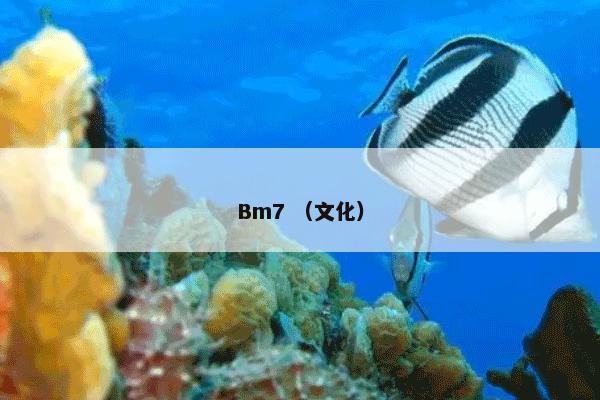 Bm7 （文化）