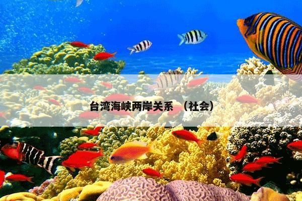 台湾海峡两岸关系 （社会）