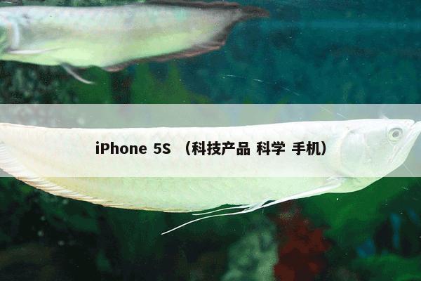 iPhone 5S （科技产品 科学 手机）