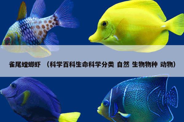 雀尾螳螂虾 （科学百科生命科学分类 自然 生物物种 动物）